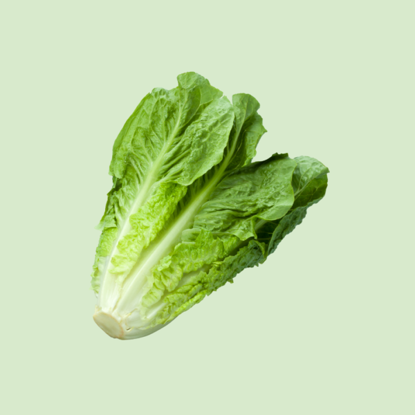 Lettuce, Romaine