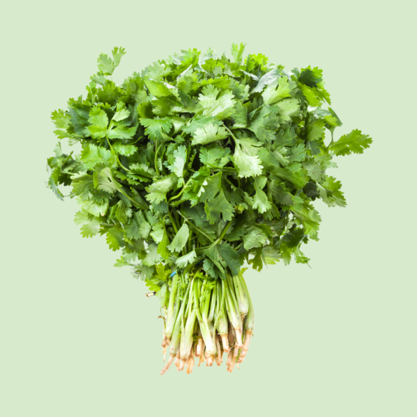 Cilantro